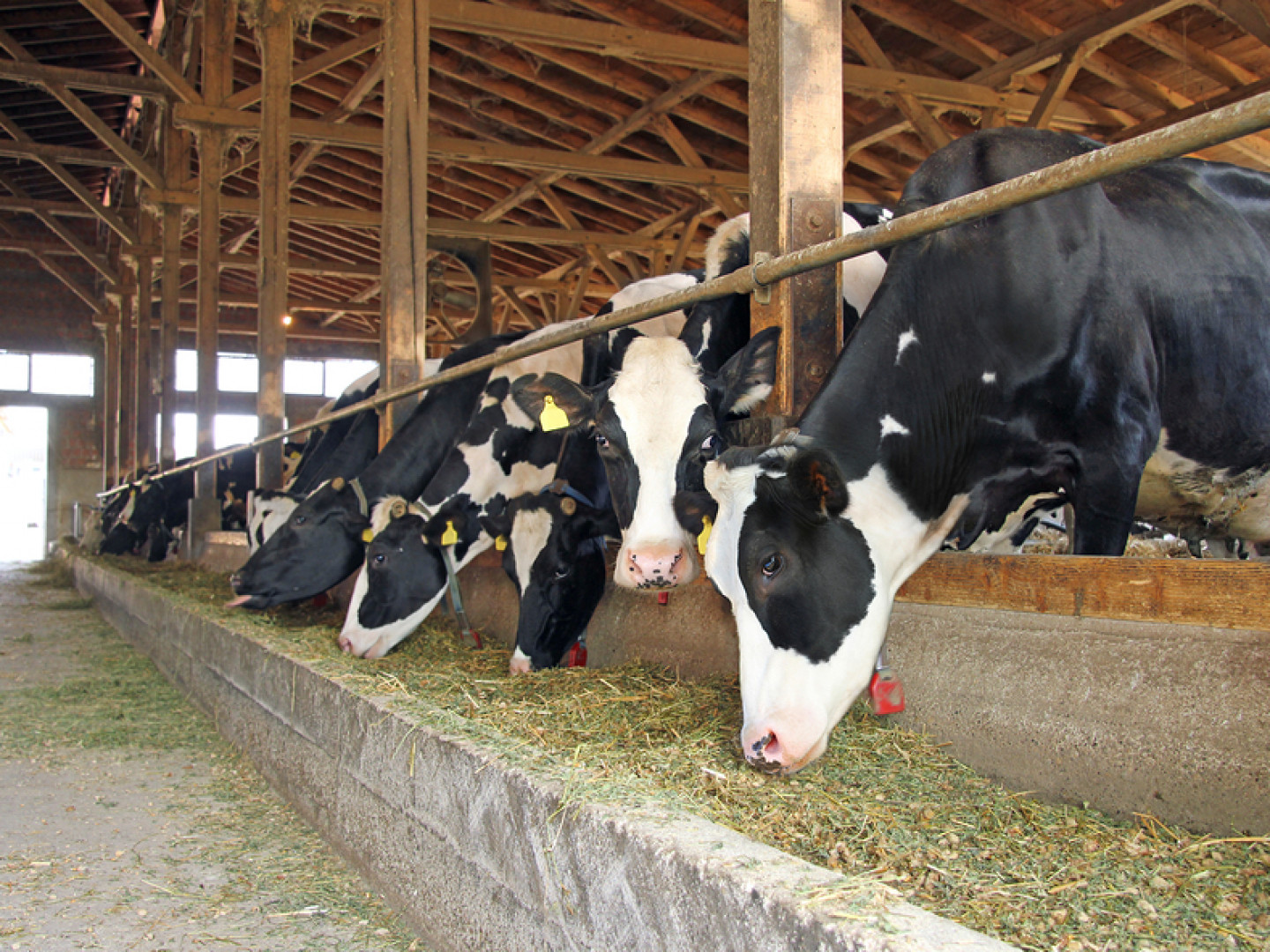 Farm & Seed Holland Patent Farmers CoOp